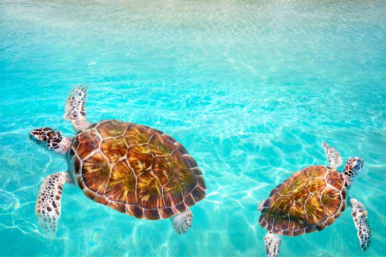 Turtles-in-the-waters-of-Mahahual