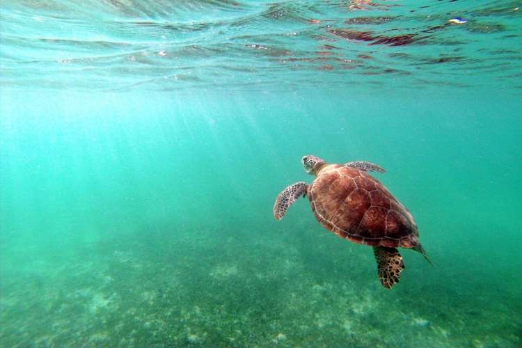 Snorkel-con-tortugas-en-la-bahía-de-Akumal
