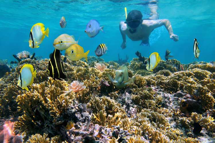 Snorkel-en-arrecifes-de-coral-en-Cozumel