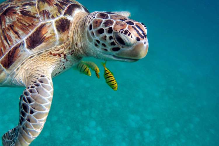 Snorkel-con-tortugas-en-Riviera-Maya