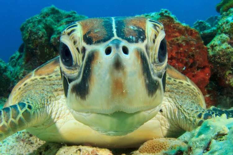 Close-up-of-a-turtle