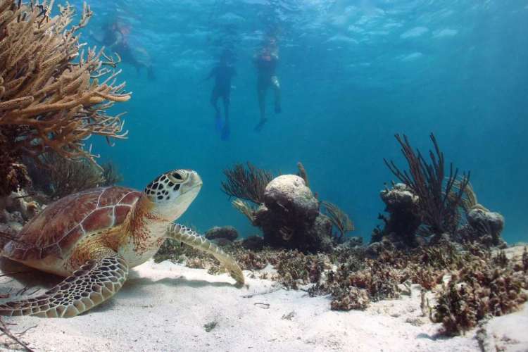 Swimming-with-turtles-in-Akumal