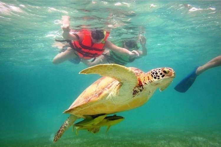 Tourists-swimming-with-turtles-in-Akumal