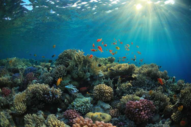 Second-largest-coral-reef-in-the-world