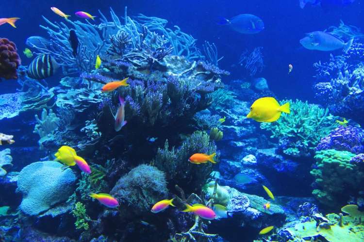 Underwater-life-in-the-Caribbean-Sea