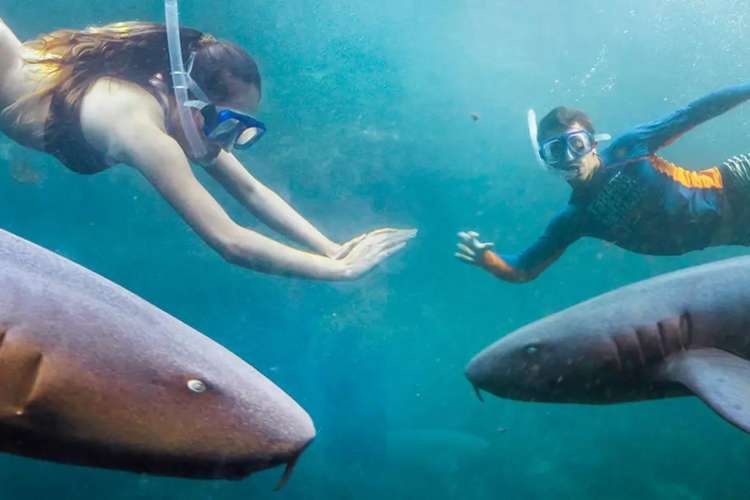 Activity-with-Nurse-Sharks-at-Xcaret