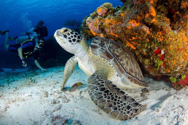 Schwimme-mit-Schildkröten-in-ihrem-natürlichen-Lebensraum-in-Cancún