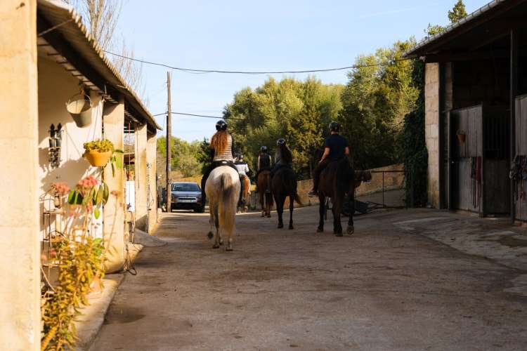 Andalusische-Pferde-im-Tal-von-Randa