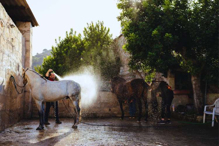 Andalusische-Pferde-auf-Mallorca
