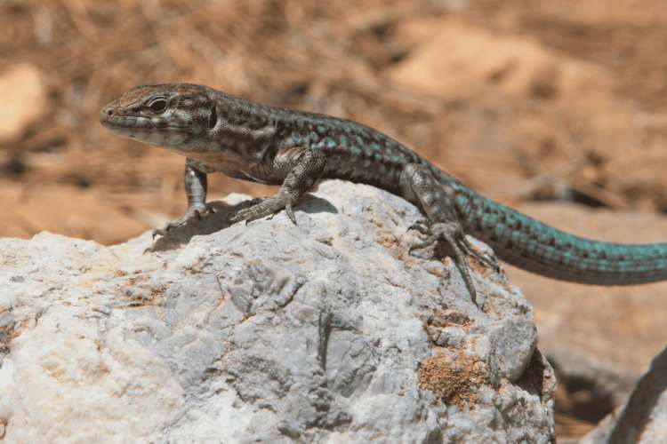 Lizard-on-Dragonera-Island