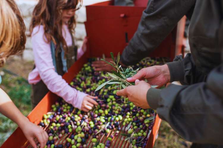 Variety-of-Andalusian-olives