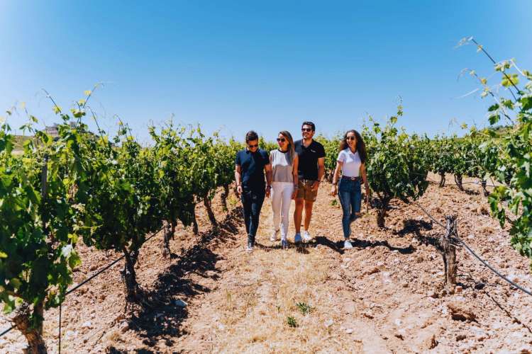 Besuch-von-Weinbergen-in-Ronda