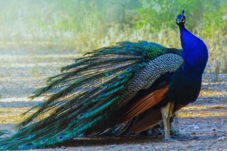 Peacock-Mallorca