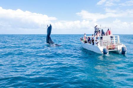 Whale-watching-Punta-Cana