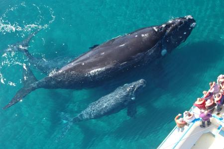 Grupo-avistamiento-de-ballenas-Punta-Cana