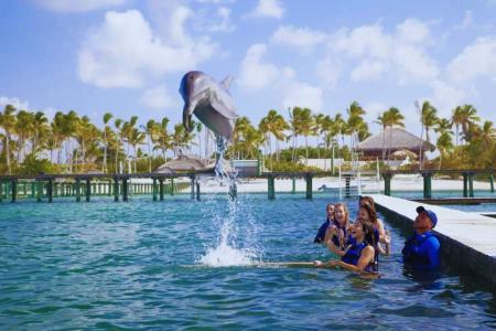 Delphin-spielt-mit-rosa-Ball-Punta-Cana