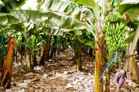 Bepflanzung von Bananen Teneriffa
